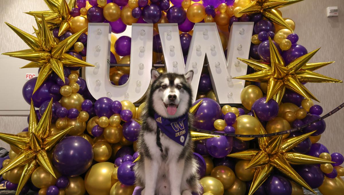 Dubs the Husky in front of UW celebration balloons